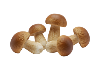Porcini mushrooms on transparent background