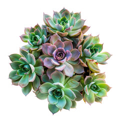 Close-up of a cluster of echeveria succulents in various shades of light green, teal, and pink, radiating outwards from a central point.  A vibrant display of textures and colors
