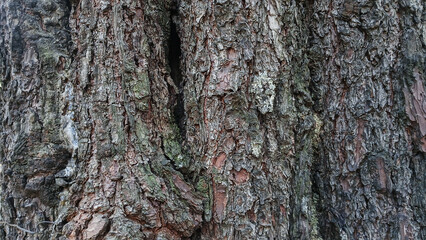 Close-up of rough pine tree bark with natural textures, cracks, and mossy details.