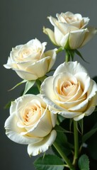 White roses arranged in a loose bouquet with eustoma flowers , roses, spring, isolated