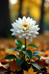 White chrysanthemum surrounded by autumn leaves in a cemetery on All Saints Day , mourning, halloween, nature