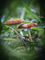 mushroom in the forest