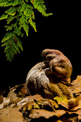 mummified Black porcini or bronzino. Boletus aereus. Mushroom. champignon (bronze bolet, t&ecirc;te de n&egrave;gre) . Mount Limbara. Temple. Sardinia. Italy.