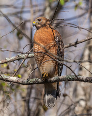 Red-shouldered Hawk perched on lichen-covered branch in natural woodland setting