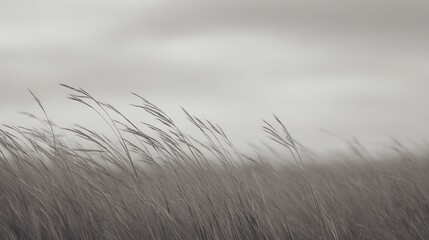 Obraz premium Tall grasses sway gently in a calm, overcast landscape with a soft, muted sky in the background.