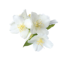 Obraz premium Beautiful jasmine flowers with green leaves isolated on white