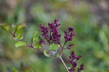 Blooming lilac flowers in yard