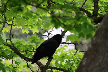 crow on a tree