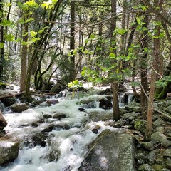 Flowing Creek in Woods with Trees