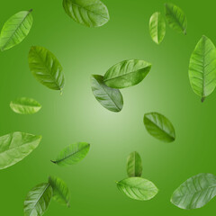 Leaves of citrus plant flying against green background