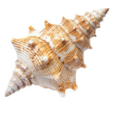 Close-up of a seashell, light beige and tan, intricate spiral patterns
