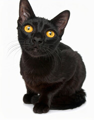 black cat isolated on white background