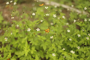 borboletas laranja nas flores