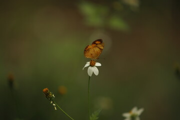 borboletas laranja nas flores