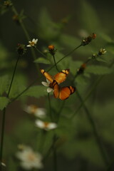 borboletas laranja nas flores