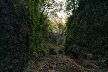 Masses of Fern at Ioki-do, Aki, Kochi, Japan