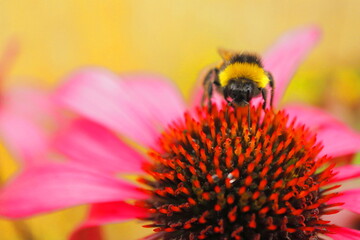 Macro Close-Up of Bumblebee Pollinating Vibrant Pink Coneflower Against Yellow Background – Nature Wildlife Insect Photography with Colorful Detail and Soft Focus Floral Summer Scene