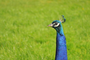 Majestic Close-Up of a Vibrant Indian Peacock with Iridescent Blue-Green Feathers in Sunlight &ndash; Exotic Bird in Nature with Green Grass Background &ndash; Symbol of Beauty, Royalty, and Grace