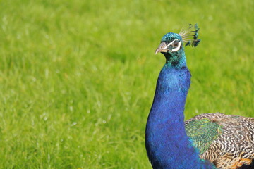 Fototapeta premium Majestic Close-Up of a Vibrant Indian Peacock with Iridescent Blue-Green Feathers in Sunlight – Exotic Bird in Nature with Green Grass Background – Symbol of Beauty, Royalty, and Grace
