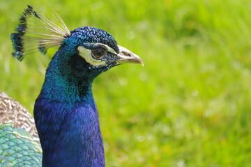 Obraz premium Majestic Close-Up of a Vibrant Indian Peacock with Iridescent Blue-Green Feathers in Sunlight – Exotic Bird in Nature with Green Grass Background – Symbol of Beauty, Royalty, and Grace