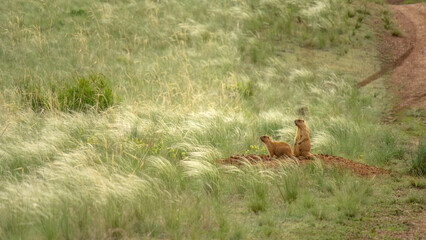 Two alert meerkats sitting on a mound in a grassy field, observing their surroundings with...
