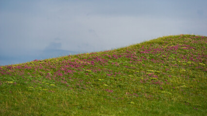 Lush green hillside adorned with vibrant wildflowers in shades of pink and yellow, under a cloudy...