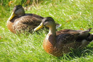Two Wild Mallard Ducks Resting Peacefully on Lush Green Grass in Sunlight – Tranquil Nature Wildlife Scene – Close-Up of Ducks Relaxing Outdoors in Natural Habitat During Daytime