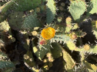 Cactus in Bloom: Striking desert cactus in full bloom, showcasing the resilience and beauty of nature in arid landscapes.