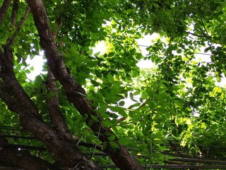 Summer green leaves, forest trees. Nature green leaf and tree branch sunlight background.,Verano de hojas verdes, árboles forestales. naturaleza hoja verde y rama de árbol fondo de luz solar.(2).