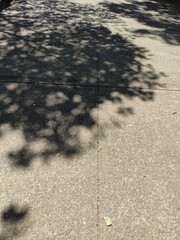 Abstract silhouette of the shadow of the natural leaves of a tree branch,Silueta abstracta de la sombra de las hojas naturales de una rama de árbol (39).