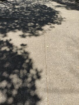 Abstract silhouette of the shadow of the natural leaves of a tree branch,Silueta abstracta de la sombra de las hojas naturales de una rama de &aacute;rbol (40)