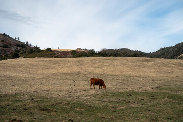 cows in the field