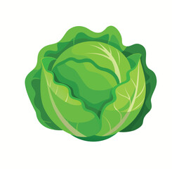 cabbage isolated on white