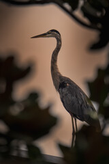A wild great blue heron standing silently in a marshy wetland, captured in natural light. The bird...