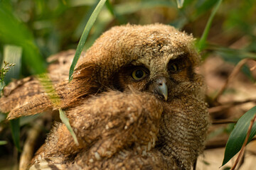Burrowing owl (Coruja-buraqueira) em Bragança Paulista, SP.
