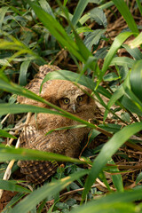 Obraz premium Burrowing owl (Coruja-buraqueira) em Bragança Paulista, SP.