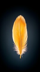 Golden feather on dark background – elegant golden feather with soft light, realistic golden feather floating for decoration and golden feather concept art