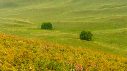 Lush green hills with gentle slopes and two isolated trees, surrounded by vibrant wildflowers, creating a serene and tranquil landscape scene in nature's beauty