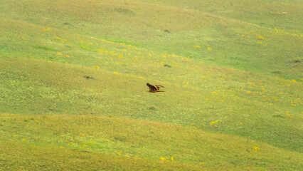 Bird soaring gracefully over lush green hills, showcasing the beauty of nature and freedom in a serene landscape with vibrant wildflowers blooming