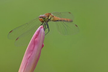 【トンボとリコリス】