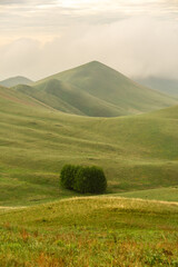 Rolling green hills under a cloudy sky with a solitary tree in the foreground, showcasing the beauty of nature and serene landscape in a tranquil setting