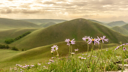 Scenic landscape featuring vibrant wildflowers in foreground, rolling green hills under a soft cloudy sky, creating a tranquil and serene natural environment for outdoor enthusiasts
