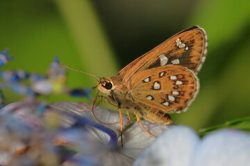 【ホソバセセリ】