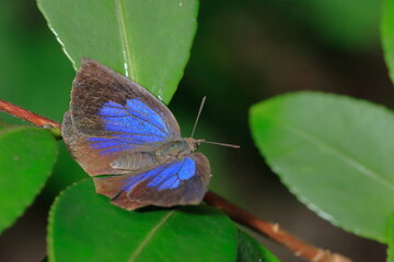 【ムラサキシジミ】