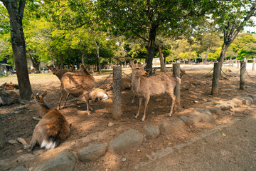 Deers animal in Nara Japan