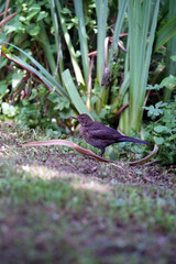 Turdus merula
