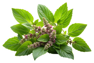 Aromatic sweet basil leaves and purple blossoms isolated on transparent background, showcasing its vibrant green color and culinary uses
