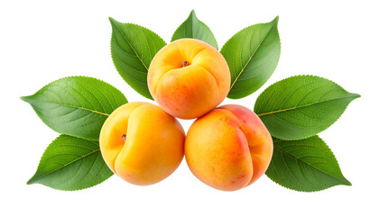 &ldquo;Apricot Trio with Floating Leaf Accents&rdquo;.