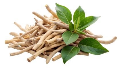 A pile of ashwagandha roots and leaves isolated on transparent background, a traditional herb used in ayurvedic medicine