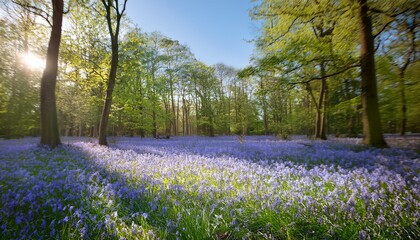 Fototapeta premium bluebell flowers prevalent in the park